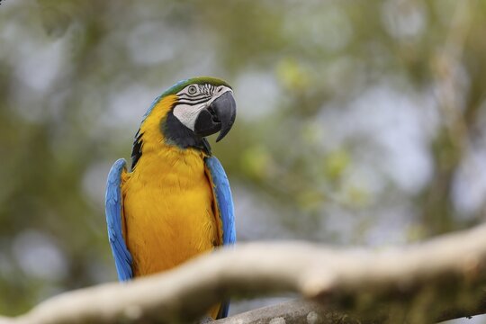 Blue and yellow macaw (Ara ararauna), animal portrait, captive, occurrence South America, Hesse, Germany