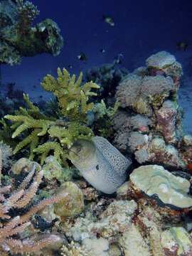 Giant Moray moray (Gymnothorax javanicus) in the coral reef, surrounded by various coral species. Dive site Abu Fendera, Red Sea, Egypt