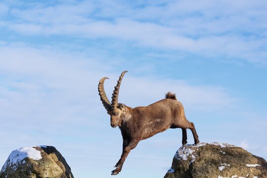 A male ibex (Capra ibex) jumps from rock to rock. Morning light against a blue sky with clouds. Carinthia, Austria