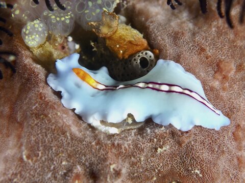 Blue flatworm, striped whirlworm (Pseudoceros bifurcus), on coral, Spice Reef dive site, Penyapangan, Bali, Indonesia
