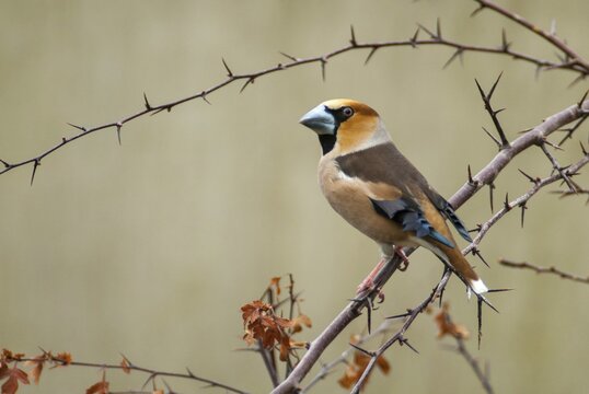 Coccothraustes Coccothraustes, Hawfinch, Heartbiters, Birds, Passeri, Songbirds, Birds