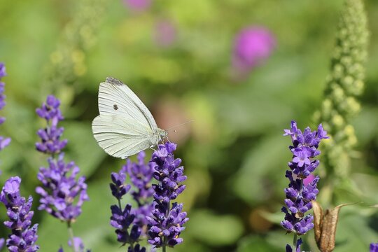 A Cabbage butterfly (Pieris brassicae) sucking nectar on the flower of true lavender (Lavandula angustifolia), in a natural environment in the wild, nice bokeh in the background, wildlife, insects, butterflies, butterflies, Wilnsdorf, North Rhine-Westphalia, Germany