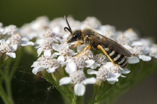 Apidae, bees, furrow bee, yellow-haired furrow bee, halictus scabiosae, hymenoptera, great banded furrow bee, honey bee-sized halictus, insects, male, wild bees