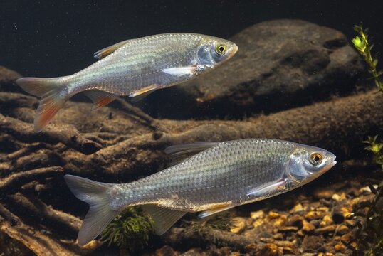 Roach, rutilus rutilus, swan, feather, fish, fishes, pisces