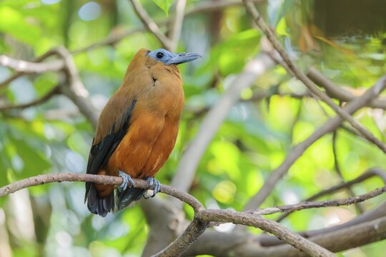 A capuchin bird (Perissocephalus tricolor) sits on a branch in a green tropical forest. It is found in northeastern South America, north of the Amazon and east of the Rio Negro in Colombia, Venezuela, Brazil, and the Guianas