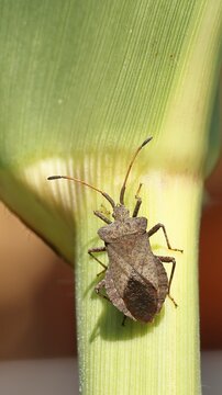 Leather bug (Coreus marginatus), on a maize plant (Zea mays), Wilnsdorf, North Rhine-Westphalia, Germany