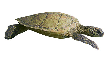 Green sea turtle swimming, isolated on transparent background © Adrian