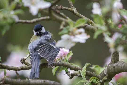 Great tit, great tit, fruit tree blossom, parus major, birds, spring, garden birds, plumage care, tits, preening, songbirds, spring, tits, birds