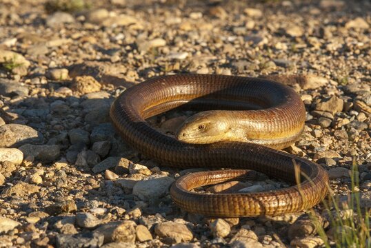 European Glass Lizard, Ophisaurus Apodus, Pseudopus Apodus, Scheltopusik, Bulgaria, Critters, Lizards, Panzerschleiche, Reptilia, Reptilia
