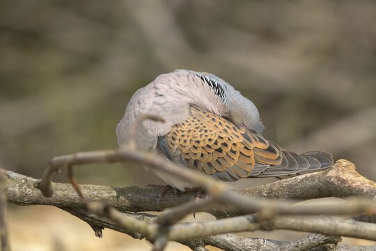 Streptopelia turtur, turtle dove, birds, columbidae, doves, plumage care, preening, pigeons, birds