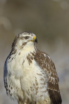 Steppe buzzard (Buteo buteo) light variant, light morph, animal portrait with view to the side, wildlife, North Rhine-Westphalia, Germany