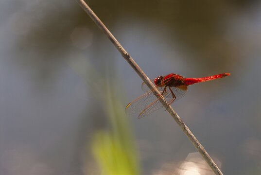 Broad Scarlet, Crocothemis Erythraea, Fire Dragonfly, Scarlet Darter, Anisoptera, Damselflies, Dragonflies, Greece, Insects, Dragonflies, Male, Odonata