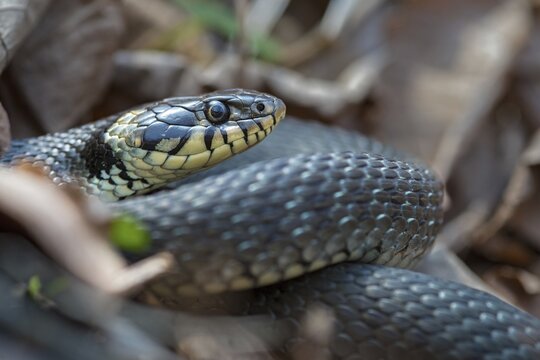Grass Snake, Natrix Natrix, Grass Snake, Critters, Reptilia, Reptiles, Ringed Snakes, Snakes, Water Snakes