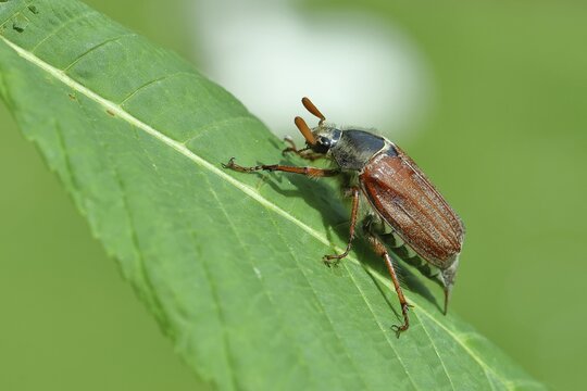 Northern cockchafer (Melolontha hippocastani), male, on a leaf of a horse chestnut (Aesculus hippocastanum), Wilnsdorf, North Rhine-Westphalia, Germany