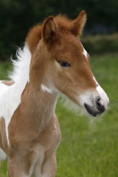 Icelandic horse (Equus islandicus), foal, pinto, animal child, Lower Saxony, Germany