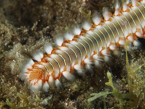 Close-up of a fireworm, the fire-bristled worm (Hermodice carunculata), showing its bristles and details of its skin, dive site: El Cabron Marine Protected Area, Arinaga, Gran Canaria, Spain, Europe, Atlantic Ocean
