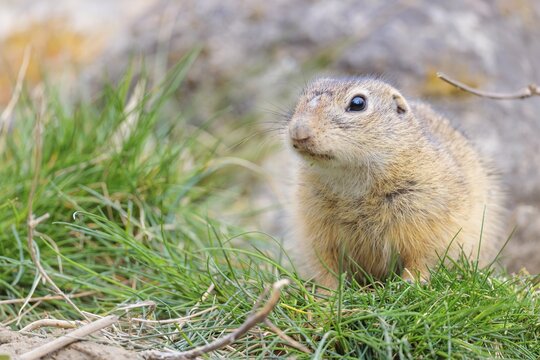 A fully grown European ground squirrel (Spermophilus citellus) sits in rocky terrain on a cloudy day. Austria