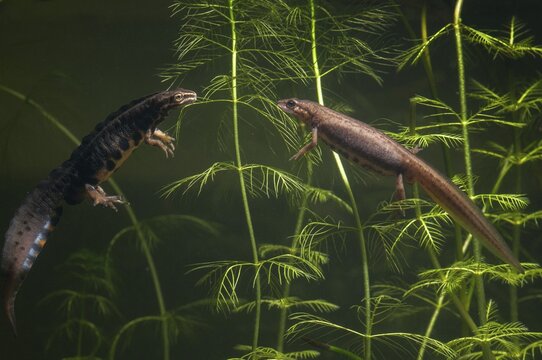 Lissotriton vulgaris, smooth newt, triturus vulgaris, amphibians, amphibians, female, amphibians, amphibians, male, female