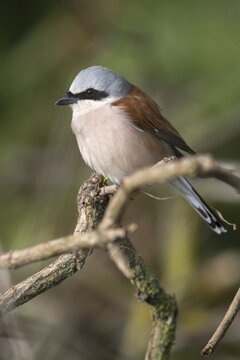 Lanius Collurio, red-backed shrike, redback shrike, birds, high size, portrait format, male, passeri, songbirds, birds, shrikes
