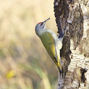Grey-headed Woodpecker (Picus canus), a male perched on the trunk of a grey birch (Betula populifolia) whilst foraging, wildlife, woodpeckers, birds, nature photography, Wilnsdorf, North Rhine-Westphalia, Germany