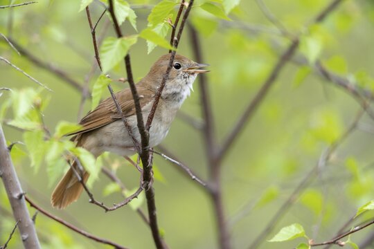 Luscinia megarhynchos, nightingale, birds, song, passeri, songbirds, sining, songbirds, birds