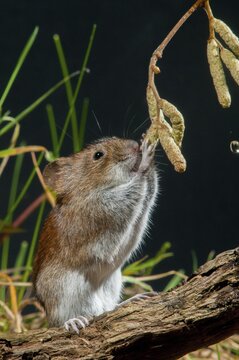 Bank vole, Clethrionomys glareolus, myodes glareolus, rodents, rodentia, rubella, wood vole, high size, portrait format, mammals, mouse, muroids, rodents, mammals, vole