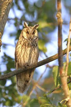 Long-eared owl (Asio otus), sitting on a branch in an aspen (Populus tremula), Burgenland, Austria