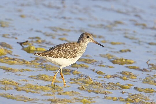 Redshank (Tringa totanus) walking in the silt on the shore, Ziggsee, Lake Neusiedl National Park, Seewinkel, Burgenland, Austria