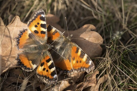 Aglais urticae, little fox, nymphalis urticae, small tortoiseshell, butterfly, insects, butterfly, butterflies