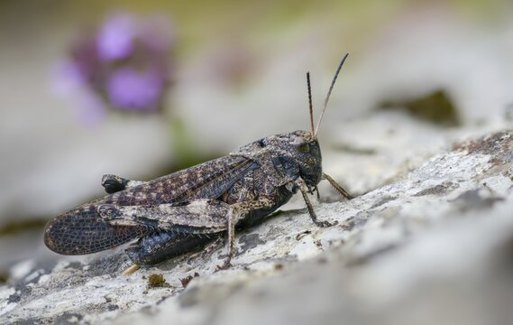 Acrididae, caelifera, field locusts, gomphocerinae, grasshoppers, short-feeler, psophus stridulus, red-winged snoring scare, grasshoppers, grasshoppers, insects, rattle grasshoppers