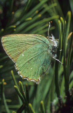 Blackberry tip, Callophrys Rubi, Gren Hairstreak, green pointed butterfly, high size, portrait format, insects, butterfly, butterflies, butterflies