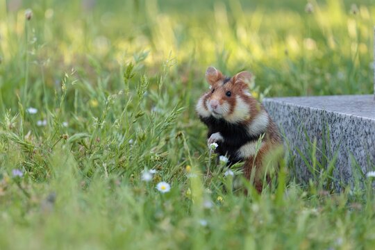 A European hamster (Cricetus cricetus) collects herbs, grass and blossoms in a green meadow. Vienna, Austria