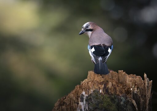 Eurasian jay (Garrulus glandarius), sitting on a tree stump in the forest, Canton of Grisons, Switzerland