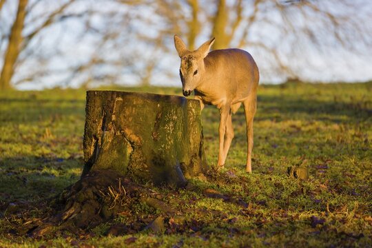 A female roe deer (Capreolus capreolus) nibbles moss from a tree stump at sunrise
