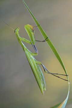 Brandenburg, Germany, European mantis, European praying mantis, mantis religiosa, mantis, Nabu, Nabu, Nabu project, national natural heritage, natural paradise Gr&uuml;nhaus, post-mining landscape, mantis, green house, high size, portrait format, insects, praying mantis