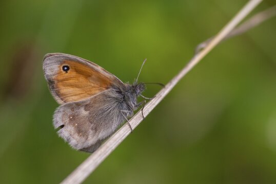 Coenonympha Pamphilus, common meadowbird, small heath, meadbird, butterfly, insects, butterfly, butterflies, butterflies