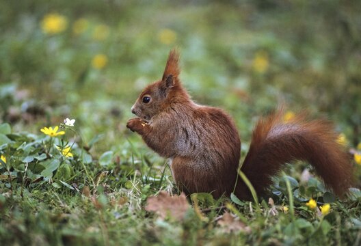 Squirrels, rodents, rodentia, sciurus vulgaris, squirrel, spring, mammals, rodents, jump, mammals