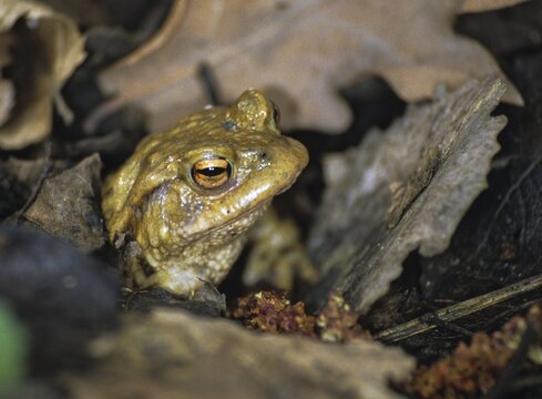 Bufo bufo, common toad, amphibians, amphibians, amphibians, spring, toads, amphibians, spring, toads