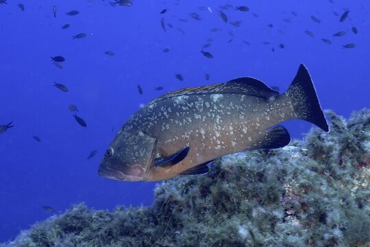 Dusky grouper (Epinephelus marginatus) (Mycteroperca marginatus) in the Mediterranean Sea near Hy&egrave;res. Dive site Giens Peninsula, C&ocirc;te d'Azur, France