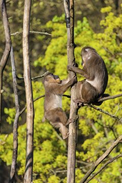 Two Drills (Mandrillus leucophaeus) playing high up in a tree. A green forest can be seen in the background