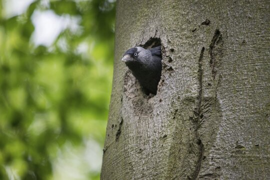 Corvus monedula, jackdaw, tree-breeding jackdaws, tree breeders, birds, corvidae family of birds, passeri, corvids, songbirds, birds