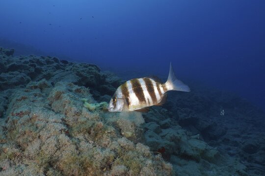 A striped fish, zebra bream (Diplodus cervinus cervinus), swims over a sandy reef in the deep blue ocean. Dive site Cueva de las Morenas, Palm Mar, Tenerife, Canary Islands, Spain