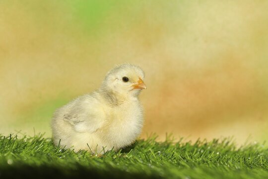 Domestic fowl (Gallus gallus domesticus), freshly hatched, chicken chick standing on grass, Wilnsdorf, North Rhine-Westphalia, Germany