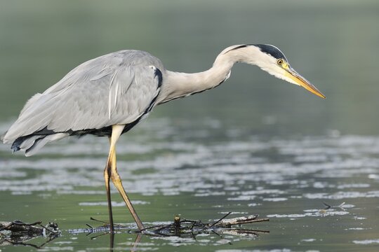 A grey heron (Ardea cinerea) standing in the water, North Rhine-Westphalia, Germany