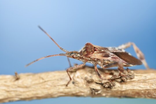 Western conifer seed bug (Leptoglossus occidentalis), North Rhine-Westphalia, Germany