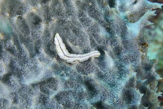 Feather mouth sea cucumber (Synapta maculata) juvenile on a black sea sponge. Dive site Coral Garden, Menjangan, Bali, Indonesia
