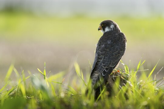 Falco vespertinus, red-footed falcon, red-footed falcon, birds, falconiformes, falcons, birds of prey, raptors, birds