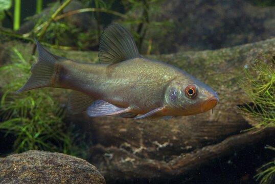 Schleie, Tench, Tinca Tinca, Doctor Fish, Fishes, Pisces