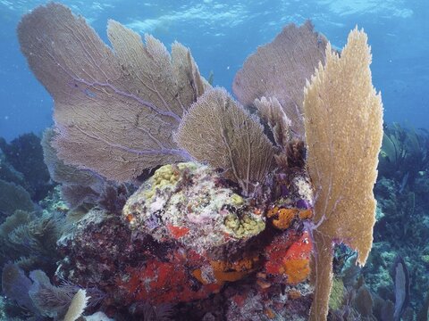 Multi-coloured coral formations underwater, consisting of various coral species and common sea fan (Gorgonia ventalina), captured in a clear ocean. Dive site John Pennekamp Coral Reef State Park, Key Largo, Florida Keys, Florida, USA