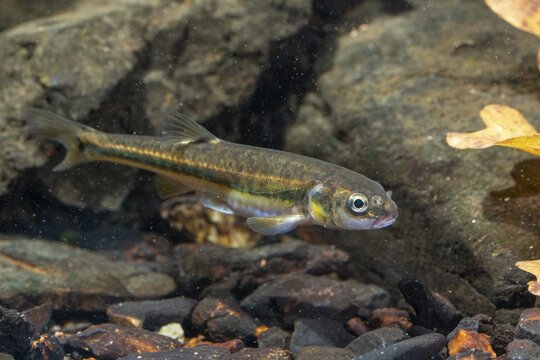 Bitterfish, minnow, Eurasian minnow, minnow, prille, phoxinus phoxinus, common minnow, fish, fishes, pisces
